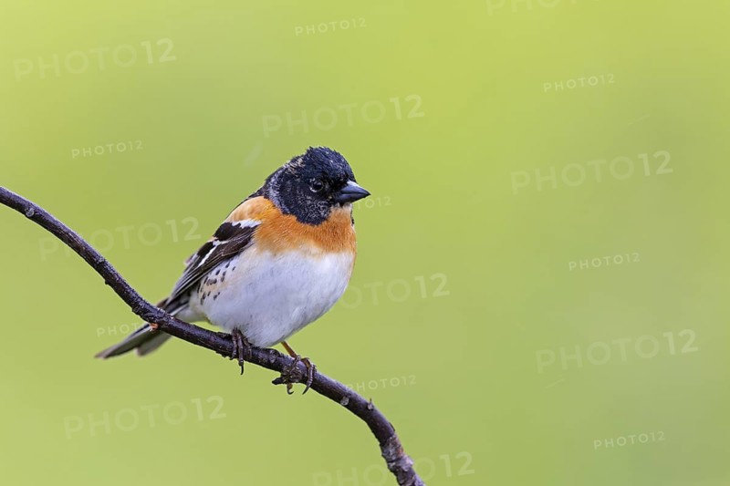 Mountain finch, Northern finch, finch family, (Fringilla montifringilla), animals, birds, songbirds, Varanger Bird Park, Finnmark, Norway