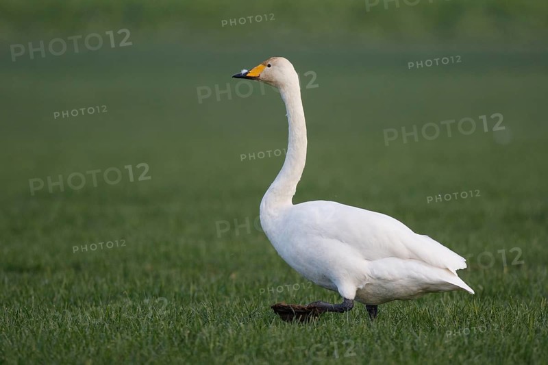 Whooper Swan (Cygnus cygnus), North Rhine-Westphalia, Germany