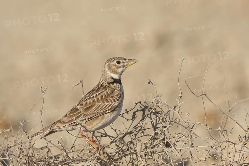 Calandra Lark (Melanocorypha calandra), Ankara, Turkey