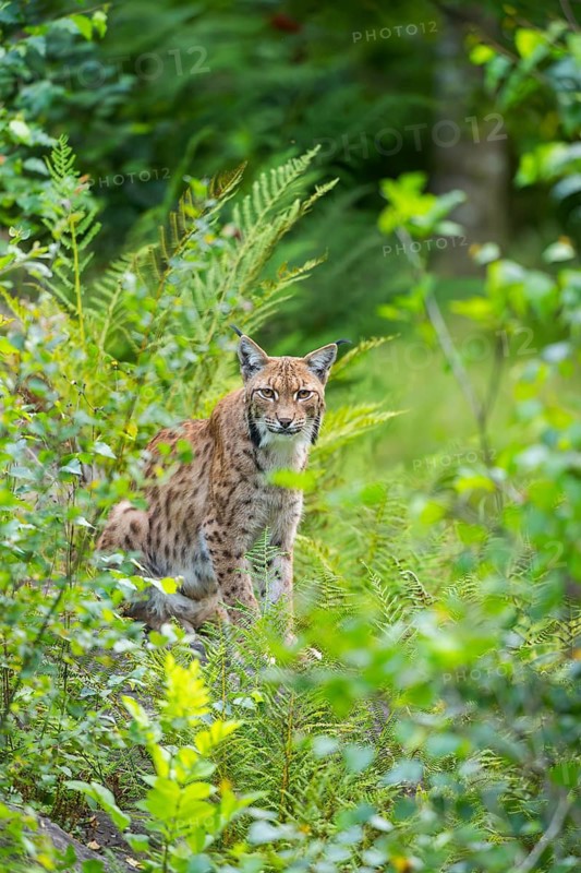 Eurasian lynx (Lynx lynx) in the middle of bushes in summer, Bavaria, Germany