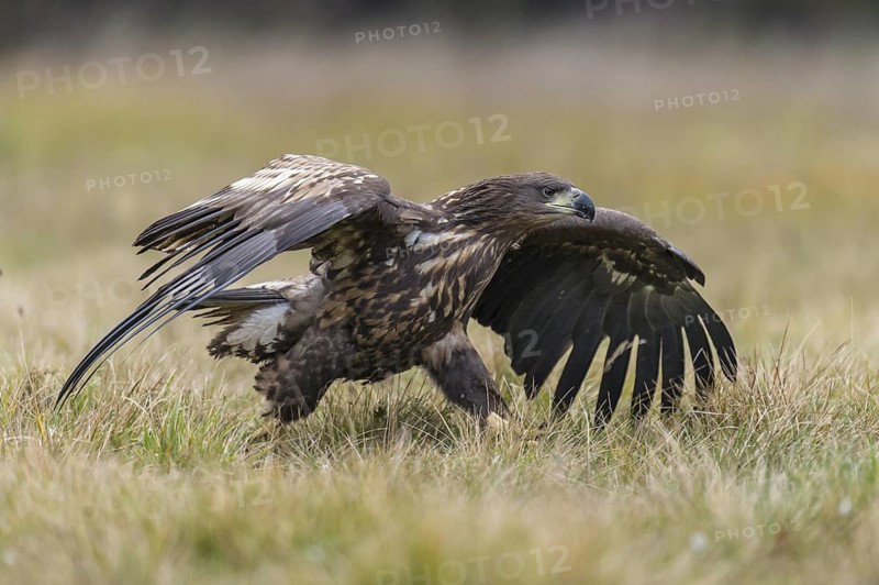 White-tailed Eagle (Haliaeetus albicilla), Kutno, Poland