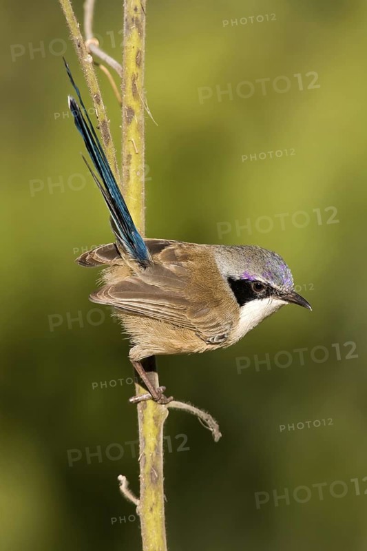 Purple-crowned Fairywren (Malurus coronatus) male, Western Australia, Australia
