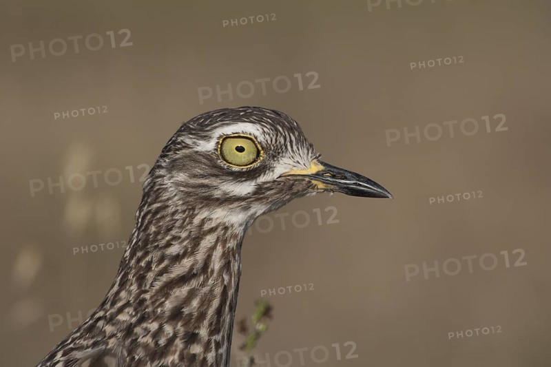 Kaptriel (Burhinus capensis), South Africa