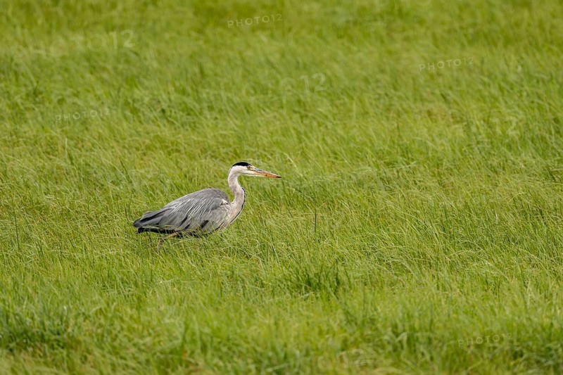 Grey heron (Ardea cinerea), Vulkaneifel, Rhineland-Palatinate, Germany
