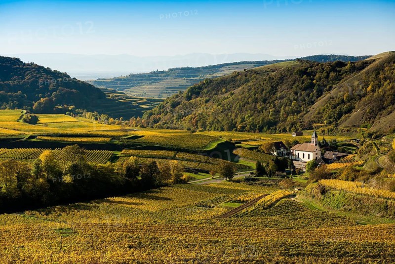 Hilly landscape and vineyards in autumn, near Vogtsburg, Kaiserstuhl, Baden-Württemberg, Germany
