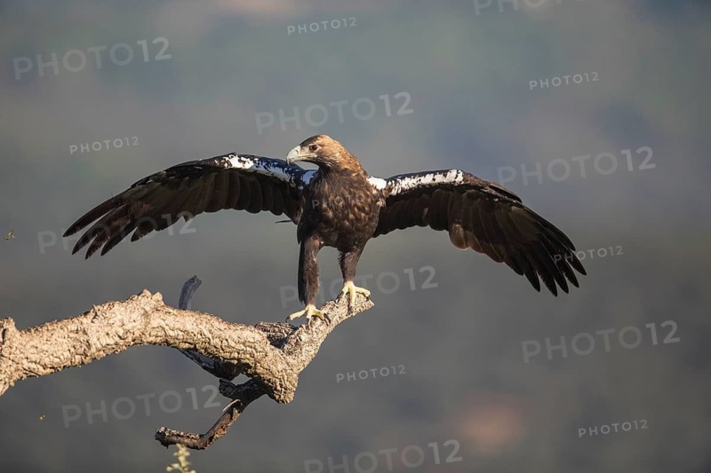 Iberian Eagle (Aquila adalberti), Spanish imperial eagle, Extremadura, Castilla La Mancha, Spain
