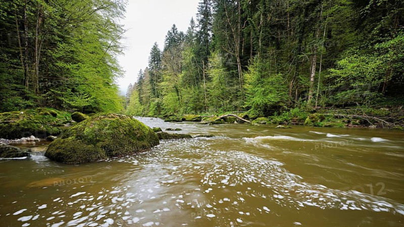 European beech trees shedding leaves, in the foreground moss-covered stones on the river Sihl, Sihlsprung, Menzingen, Canton Zug, Switzerland