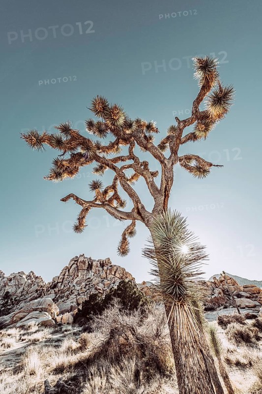 Joshua Tree National Park