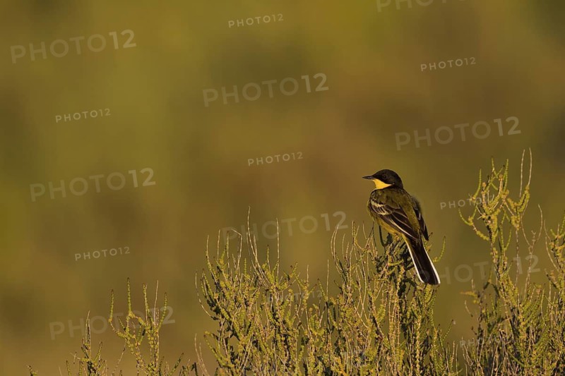 Western Yellow Wagtail (Motacilla flava feldegg), Cyprus
