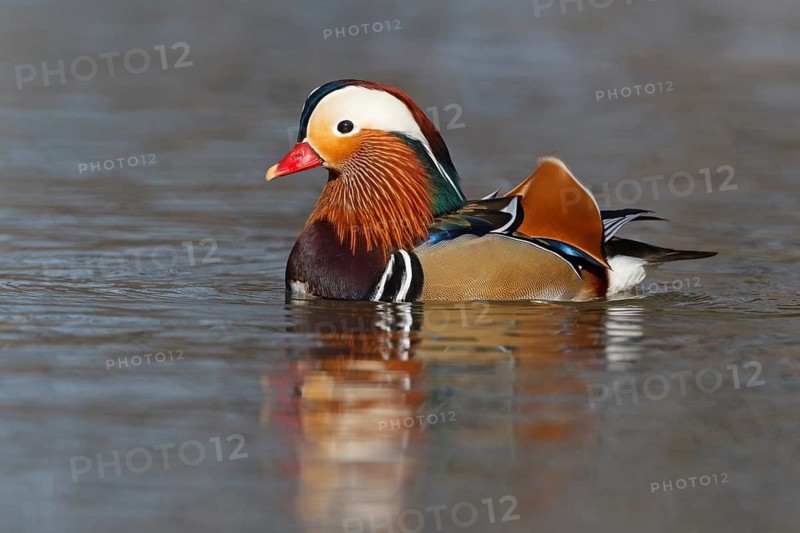 Mandarin Duck (Aix galericulata) male, Baden-Wuerttemberg, Germany