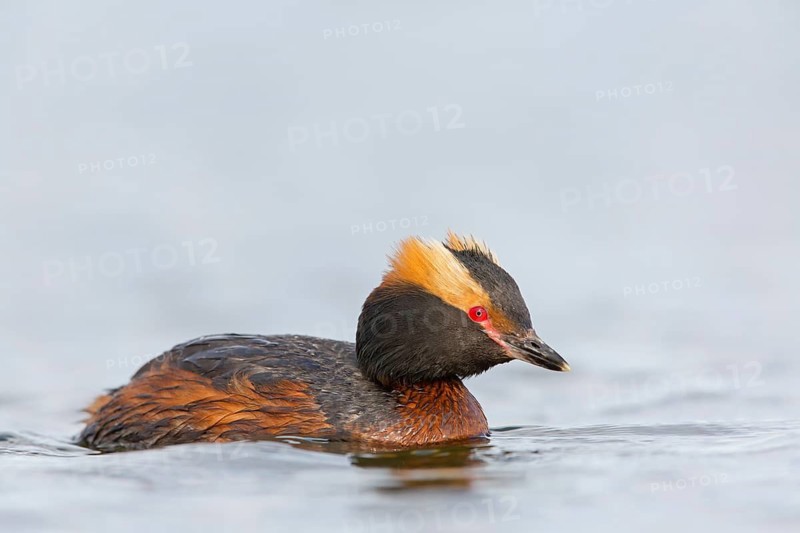 Horned Grebe, (Podiceps auritus), animals, birds, grebe family, swims in the water, Reykjahlíð, Norðurland Eystra, Iceland