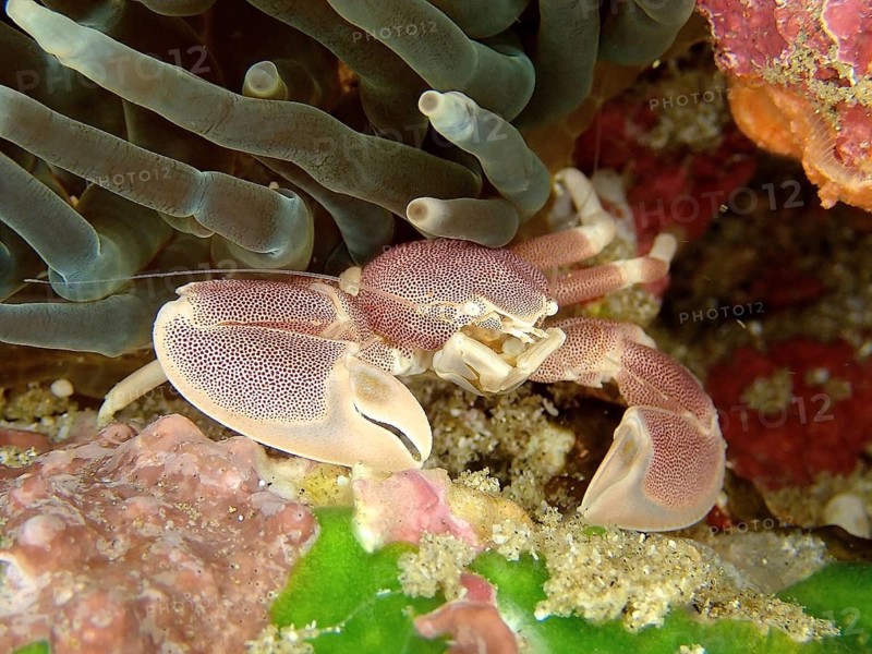 Spotted porcelain crayfish (Neopetrolisthes maculatus)