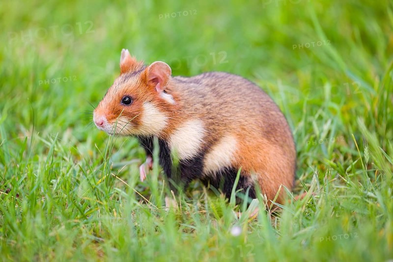 A European hamster (Cricetus cricetus), Eurasian hamster, black-bellied hamster or common hamster, forages for food on fresh green grass
