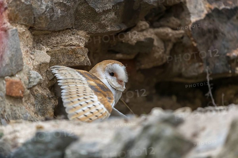 One barn owl (Tyto alba) sitting in a hole in a wall of a ruin of a monastery