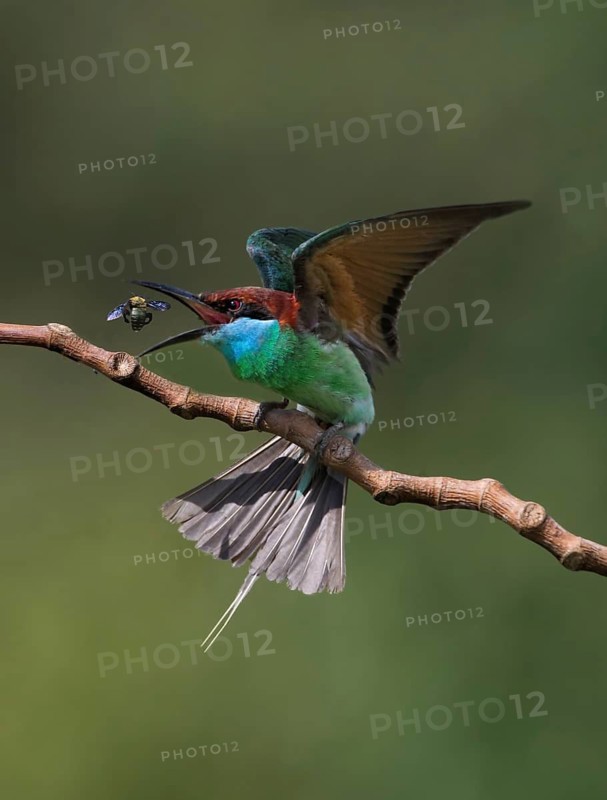 Blue-throated Bee-eater (Merops viridis) perched on a branch with bee prey, Malaysia