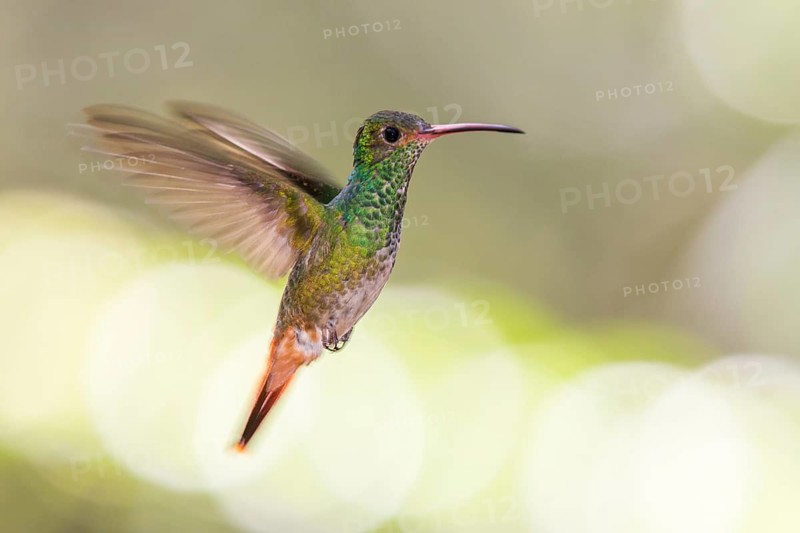 Rufous-tailed Hummingbird (Amazilia tzacatl) flying, Alambi, Ecuador