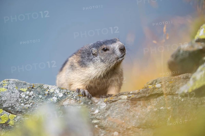 Alpine marmot (Marmota marmota) in autumn, Grossglockner, High Tauern National Park, Austria