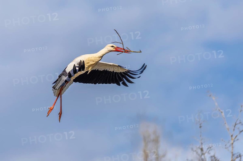 White stork (Ciconia ciconia), flying to the nest with nesting material in its beak, Affenberg, Salem, Lake Constance region, Baden-Württemberg, Germany