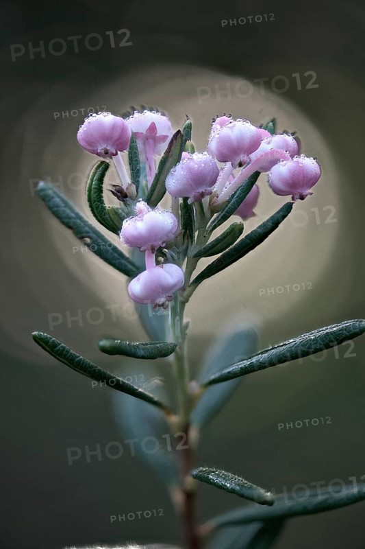 Rosemary heath (Andromeda polyfolia), Emsland, Lower Saxony, Germany