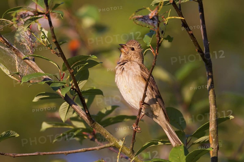 Common Rosefinch - Karmingimpel - Carpodacus erythrinus ssp. erythrinus, Germany, 1st S, male