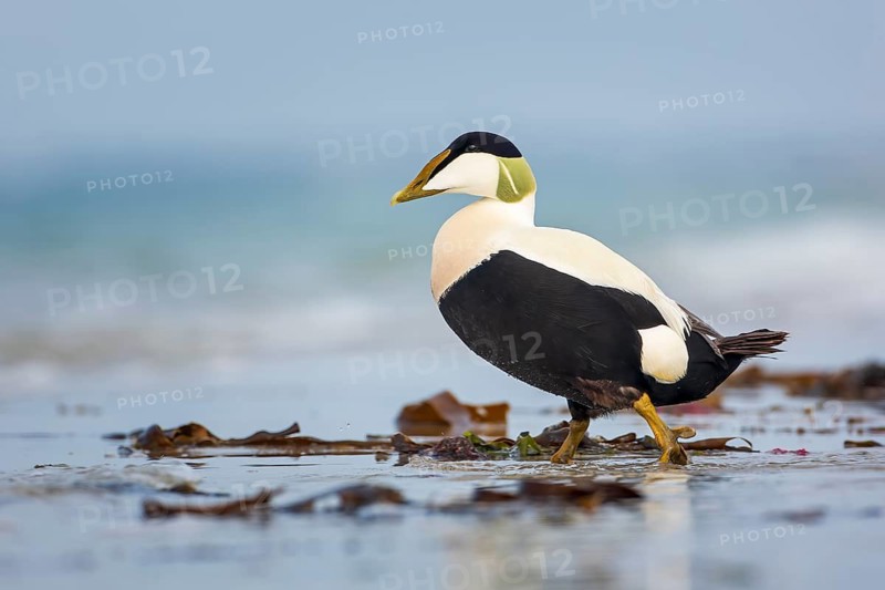 Common Eider (Somateria mollissima) male, Schleswig-Holstein, Germany