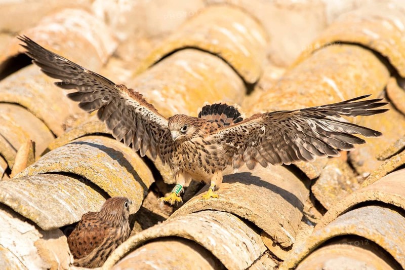 Lesser Kestrel (Falco naumanni) juveniles on a roof, Castile-La Mancha, Spain