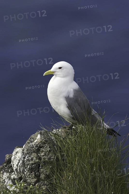 Black-legged Kittiwake (Rissa tridactyla), Iceland