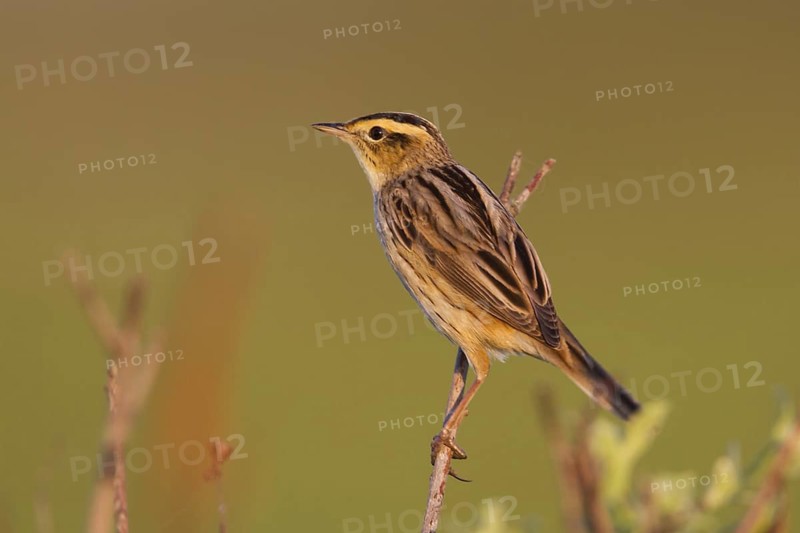 Aquatic Warbler (Acrocephalus paludicola), Poland