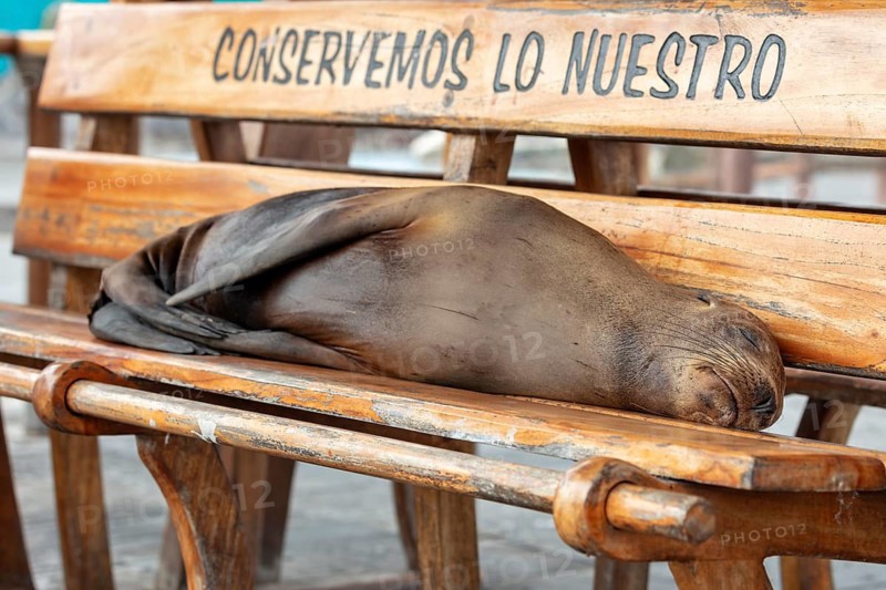 Sea lions (Zalophus wollebaeki), San Cristobal, Galapagos, Ecuador