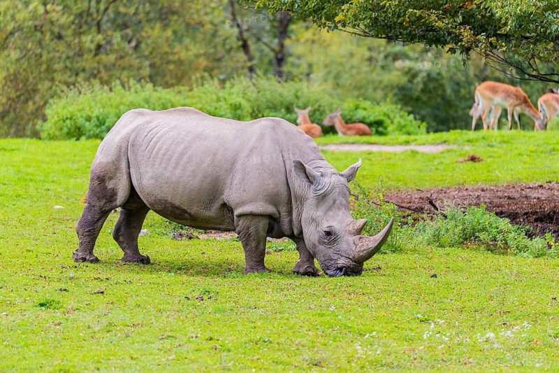 A white rhinoceros (Ceratotherium simum) stands grazing on a fresh green meadow