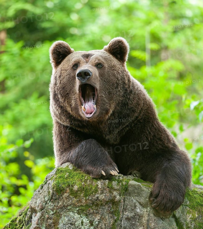Brown bear (Ursus arctos) lying on a moss-covered rock and yawning, teeth visible, captive, Bavarian Forest National Park, Bavaria, Germany, Germany