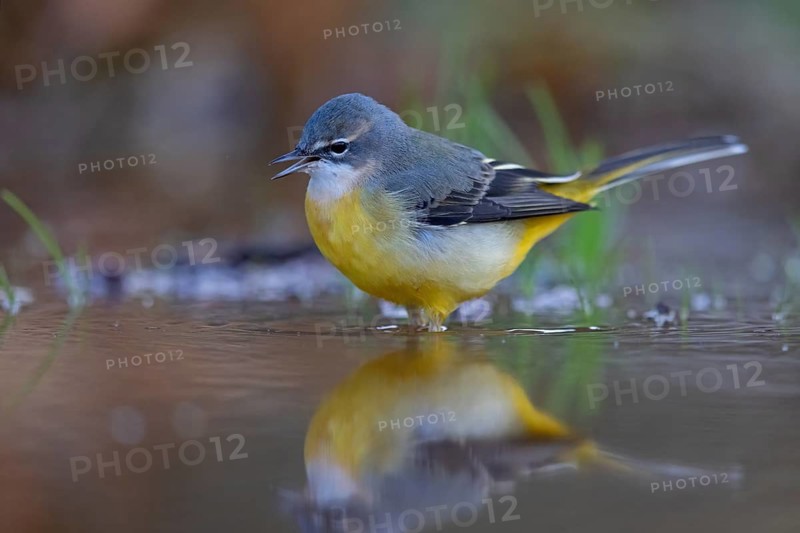 Grey wagtail (Motacilla cinerea), Bergeronnette des ruisseaux, Lavandera Cascadeña, mountain wagtail, songbird species, waters, water, river, Slovenska Bistrica area, Slovenska Bistrica, Podravska, Slovenia