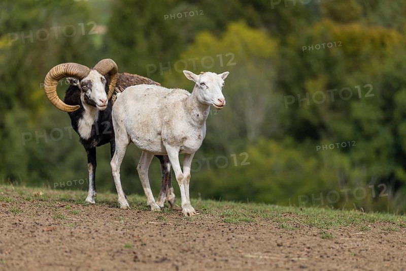 One male snow sheep (Ovis nivicola), or Siberian bighorn sheep checks the readiness of a goat to mate