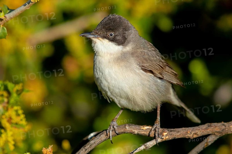 Nightingale Warbler, eastern orphean warbler (Sylvia crassirostris), Orphean Warbler, Eastern Orphean warbler, Lesvos, Greece