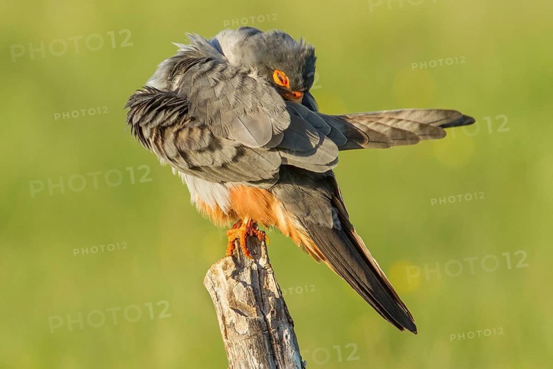 Red-Footed Falcon (Falco vespertinus), adult male preening on a branch, Galicia, Spain