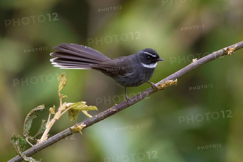 White-throated Fantail (Rhipidura albicollis), Bach Ma, Vietnam