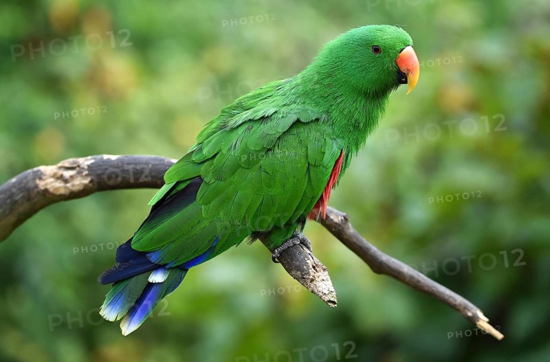 Noble parrot, (Eclectus) in Marlow Bird Park, Mecklenburg-Western Pomerania, Germany