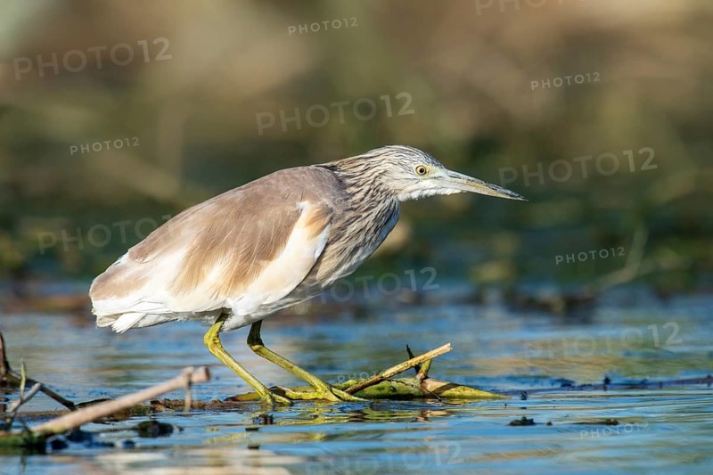Squacco Heron (Ardeola ralloides) juvenile, Eilat, Israel