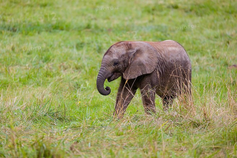 4 months old African baby elephant (Loxodonta africana) walks over a green meadow