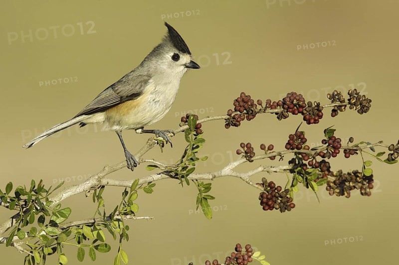 Black-crested Titmouse (Baeolophus atricristatus), Texas, USA
