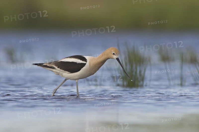 American Avocet (Recurvirostra americana), Alberta, Canada