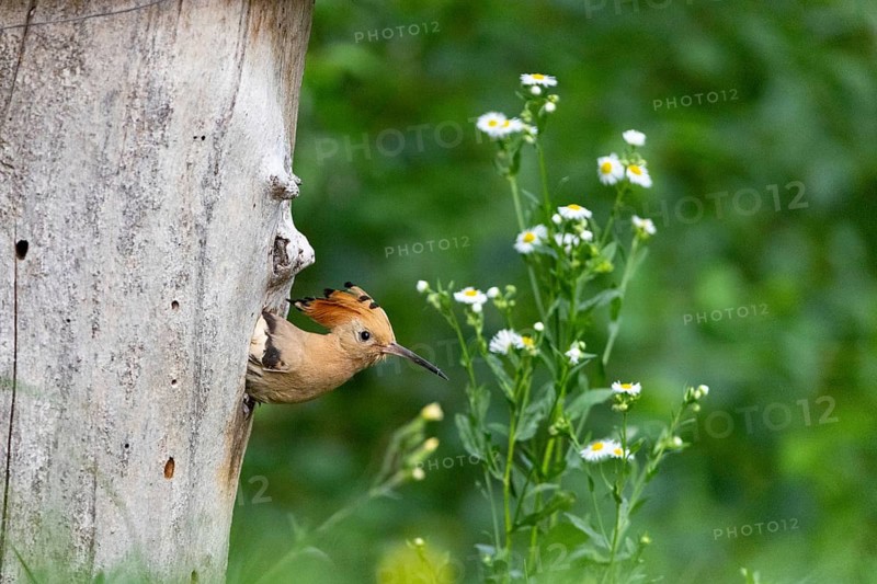 Hoopoe (Upupa epops) Hungary