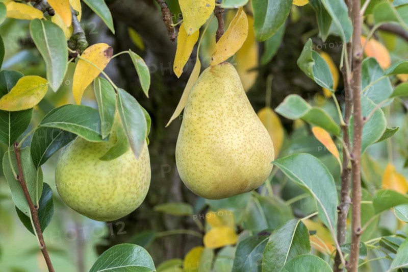 Pear (Pyrus communis 'Grüne Hoyerswerder'), Cambridge Botanical Garden, Germany