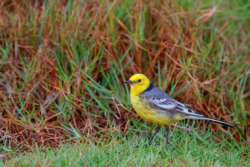 Citrine wagtail, (Motacilla citreola), foraging in a biotope, Middle East, Oman, songbird, family of stilts and pipits, Raysut, Salalah, Dhofar, Oman