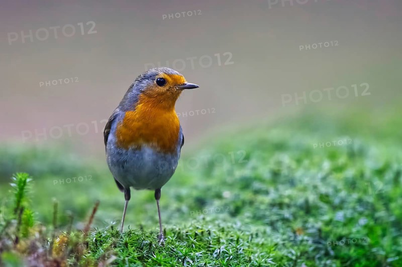European Robin (Erithacus rubecula), Netherlands