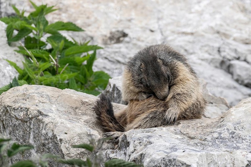Marmot (Marmota marmota), Monte Baldo, Italy
