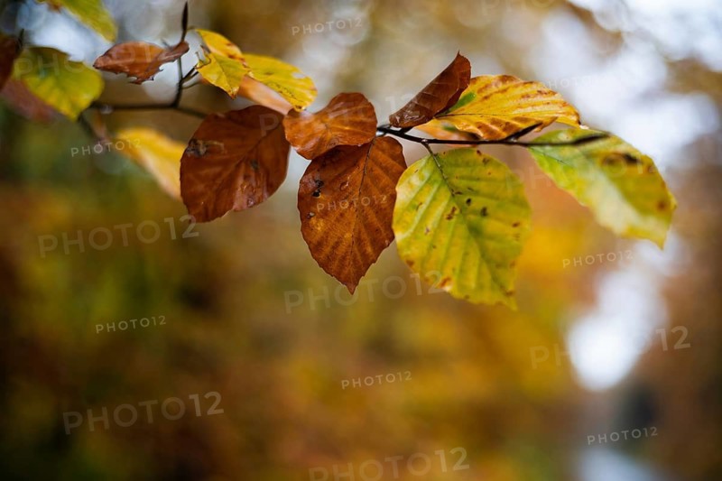 Yellow and brown wed autumn leaves in Poland