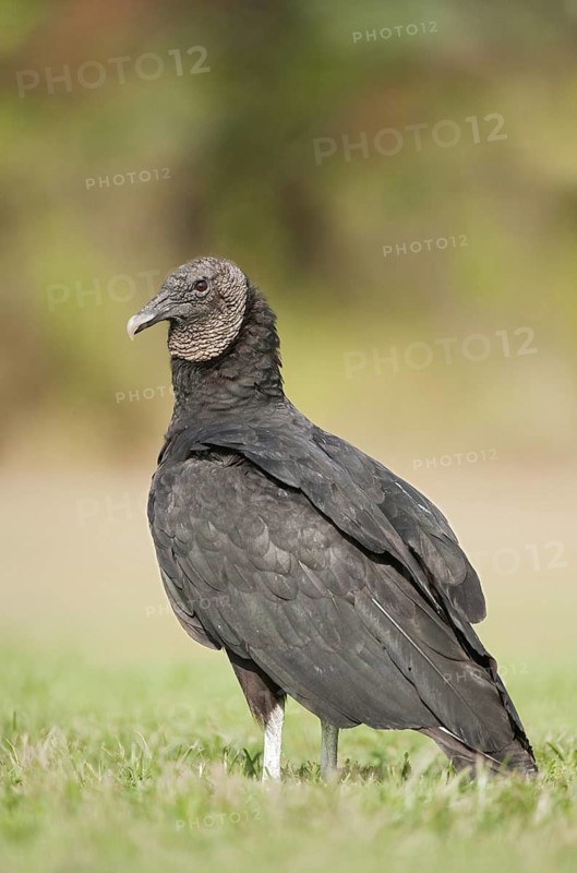 Black Vulture (Coragyps atratus), Texas, USA