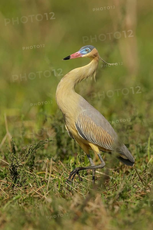 Whistling Heron (Syrigma sibilatrix) feeding in a wetland area in the Pantanal region of Brazil