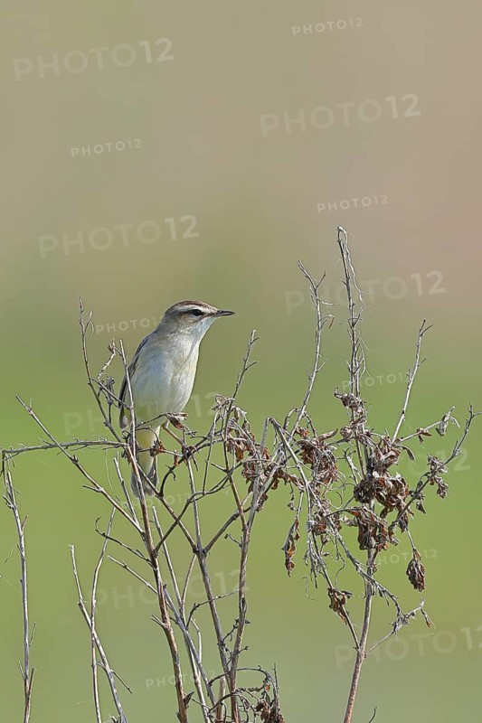 Reed Warbler (Acrocephalus schoenobaenus) sitting in a shrub, Wildlife, Lembruch, Ochsen Moor, Dümmer nature park Park, Lower Saxony, Germany